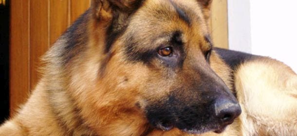 Il cane Bela, internet si mobilita per salvarlo dalla morte