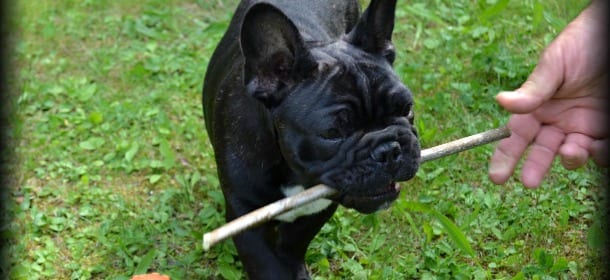Bouledogue francese, il cane da guardia mascherato da pipistrello