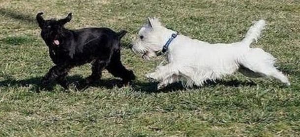 Cane mangia droga in un parco per bambini: in gravi condizioni in clinica veterinaria