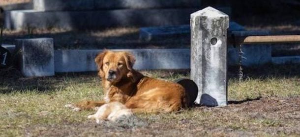 Cane veglia il cucciolo morto nel cimitero [VIDEO]