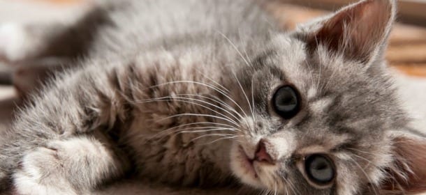 Azienda assume 9 gatti: per i dipendenti meno stress e aumento di stipendio