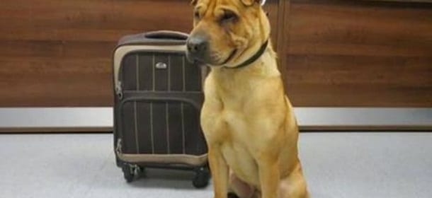 Il cane con la valigia: abbandonato in stazione, Kai commuove il Regno Unito.