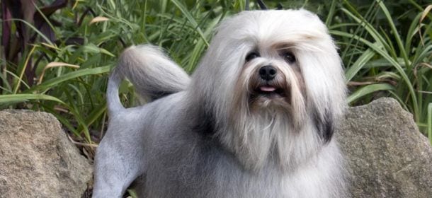 I dieci cani più costosi al mondo: dal Chow chow al Lowchen