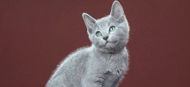 Blu di Russia, il gatto che sorride come la Gioconda