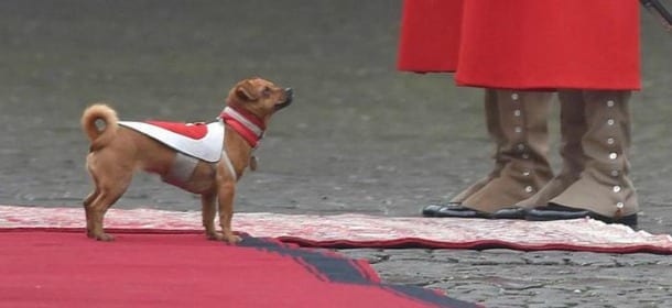 Ecco chi è Briciola, il cane mascotte dei carabinieri a cavallo [VIDEO]