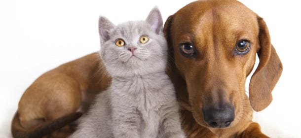 Master Dogs & Master Cats: a Cernobbio per un fine settimana a 4 zampe