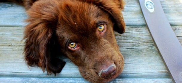 I cani sanno identificare le persone bugiarde. Uno studio lo dimostra