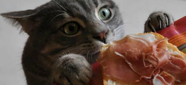 Cani, gatti e alimentazione: ecco tutti i cibi da evitare assolutamente