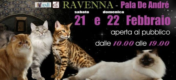 Expo – Aristogatti: a Ravenna un weekend dedicato alla bellezza felina
