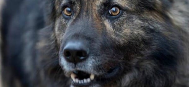 Il cane Medo non può abbaiare: pena una multa di 2800 euro