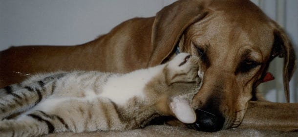 L’amore per gli animali batte la crisi. Il mercato dedicato al mondo pet è in netto rialzo