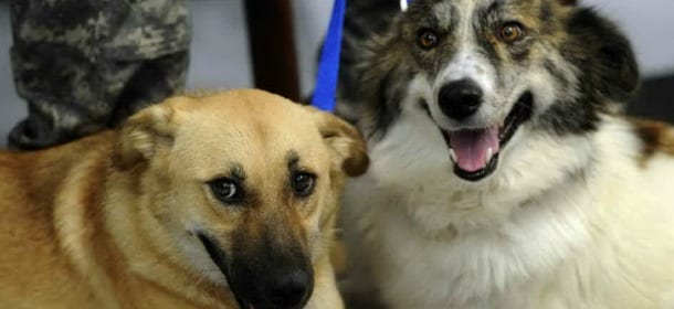 Un soldato salvato dai cani in Afghanistan, torna in America e li adotta