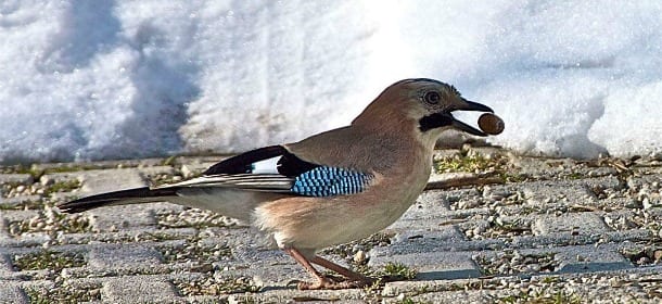 Maltempo: dall'Enpa i consigli per proteggere gli uccellini dal freddo