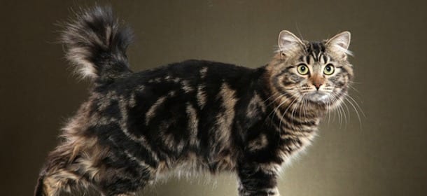 Bobtail Americano, un gatto raro dalla tipica coda mozzata
