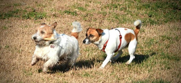 Cani: 5 razze non facili come sembrano