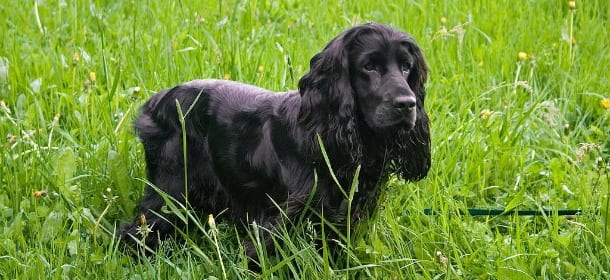 Rovigo: un uomo "uccide" il suo cane per ben 2 volte. Ora indagato dalla procura