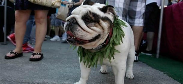 Marijuana per cani e gatti molto malati. Obiettivo: alleviare la sofferenza