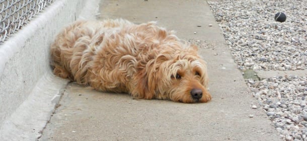 Cani abbandonati o smarriti: cosa fare quando se ne trova uno per strada