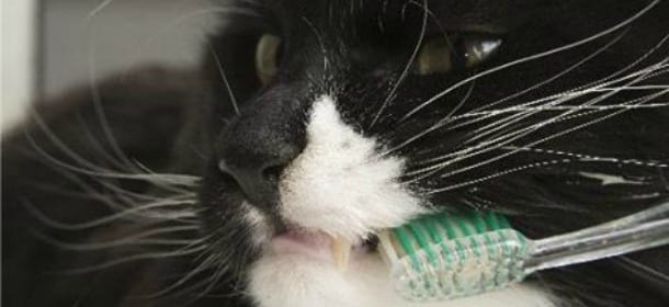 Cani e gatti: 8 consigli per mantenere i denti sani più a lungo