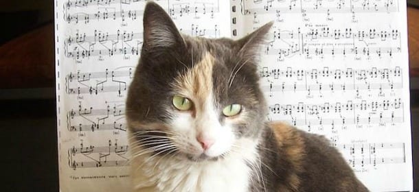 I gatti amano la musica. Soprattutto quella composta proprio per loro [VIDEO]