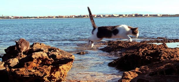 Colonia felina di Su Pallosu: record su Facebook per i gatti della spiaggia sarda