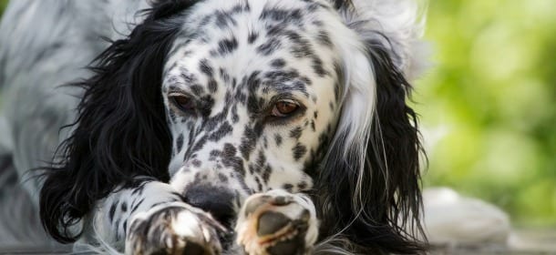 Setter Inglese: il cane da caccia che ama stare in famiglia