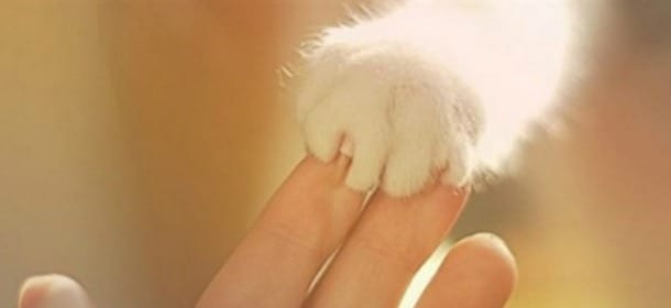 Gatti: tutti i segreti per una manicure perfetta… da fare in casa!