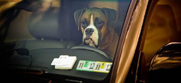 Chiude il cane in auto sotto il sole, il poliziotto la punisce in modo esemplare