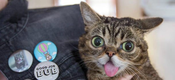 Lil Bub, la gattina nana amica di Robert De Niro