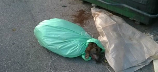 Il cadavere di un cane gettato tra i rifiuti: è giallo a Roma