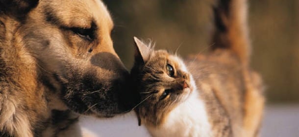 Cani, gatti e salute: 5 rimedi naturali facili ed economici da preparare in casa
