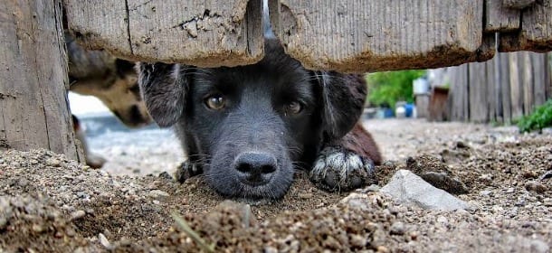 L'appello: "Ridiamo una casa ai 400 cani di Carbonia". La petizione è online