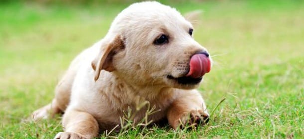 Avere un cane rende più sani e più felici: 10 ottimi motivi