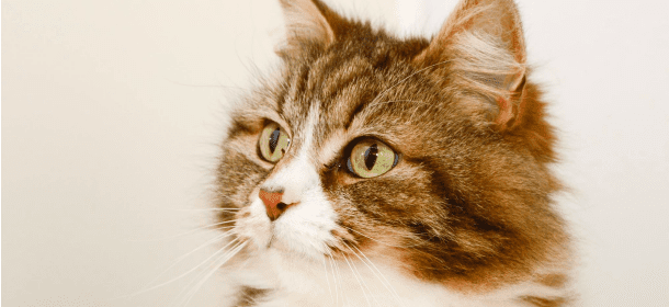Gatti: i miagolii non sono tutti uguali. Come comprenderli?