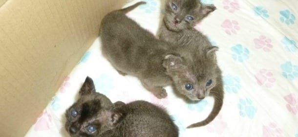 Allarme Aidaa: 35.000 gattini abbandonati in sole 3 settimane