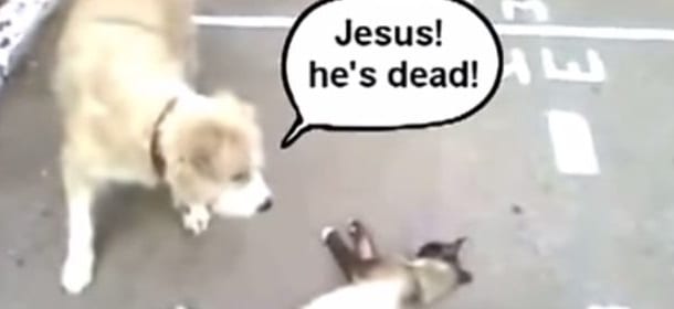Il gatto si finge morto (e il cane ci crede): VIDEO
