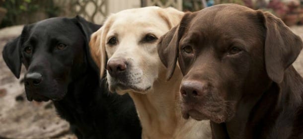 Labrador Retriever: 5 cose che non tutti sanno di loro