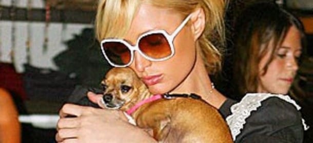 Paris Hilton piange la morte di Tinkerbell, il primo e più famoso dei suoi chihuahua