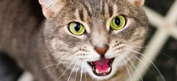 Gatti e rumori: quelli che noi facciamo e loro non sopportano
