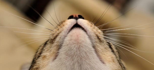 Altro che baffi: cosa sono e a cosa servono le vibrisse dei gatti