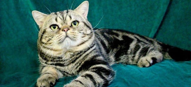 American Shorthair, il "gatto da lavoro" che adora la sua famiglia