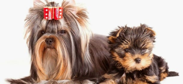 Yorkshire Terrier: 10 fatti interessanti su di loro