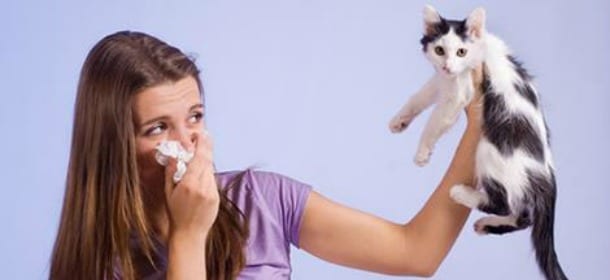 Allergici ai peli del gatto? Convivere serenamente con il micio domestico si può