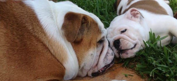Cani: 8 razze che amano il divano più di ogni altra cosa