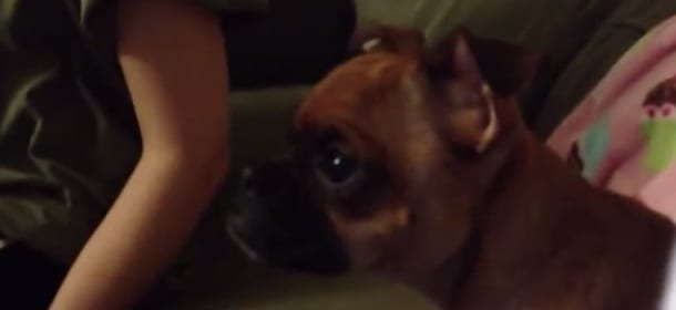 Il cane che si commuove guardando Il Re Leone [VIDEO]