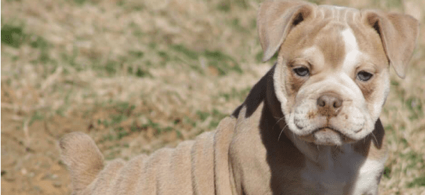 Prendere un cane o no? Come capire quando non è il caso