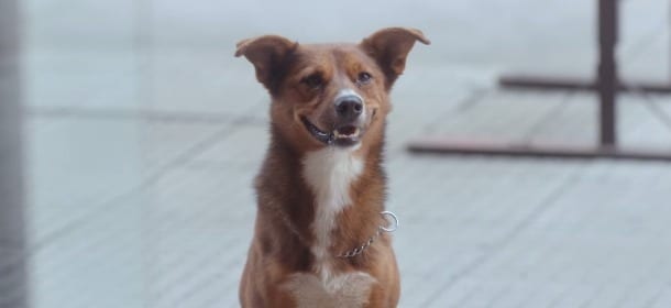 Donazione di organi: un cane protagonista del nuovo spot [VIDEO]