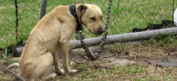 Attenzione: chi lascia il cane troppo solo è colpevole del reato di abbandono