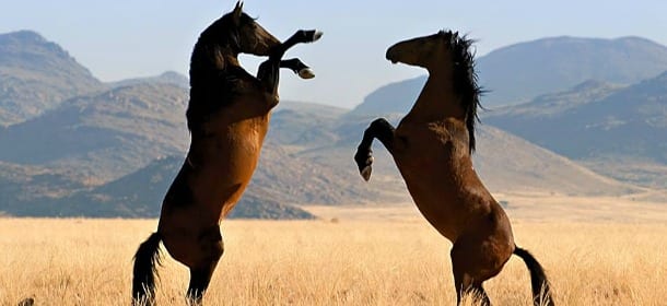 Capire i cavalli: 6 regole per riuscirci con facilità