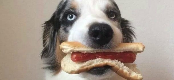 Cani e crocchette: piccolo viaggio tra le migliori marche di cibo secco